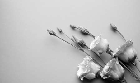 Beautiful flowers eustoma (lisianthus) monochrome toned. Copy spaceの写真素材