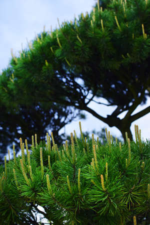 Green pine branches coniferous needles background closeup..Blurの写真素材