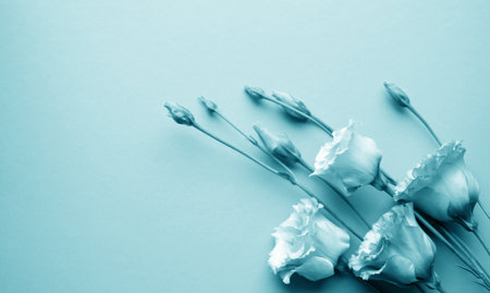 Beautiful eustoma (lisianthus) flowers toned on a blue background. Copy spaceの写真素材