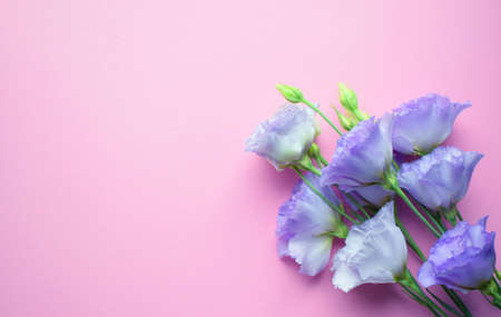 Beautiful violet eustoma flowers (lisianthus) in full bloom with buds leaves. Bouquet of flowers on pink background. Copy spaceの写真素材