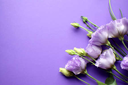 Beautiful violet eustoma flowers (lisianthus) in full bloom with buds leaves. Bouquet of flowers on purple background. Copy spaceの写真素材