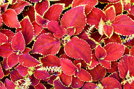 Bright red coleus background. Ornamental plant Coleus close upの写真素材