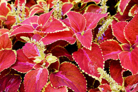 Bright red coleus background. Ornamental plant Coleus close upの写真素材