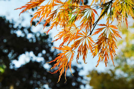Beautiful openwork maple leaves in the autumn park. Golden autumn.の写真素材