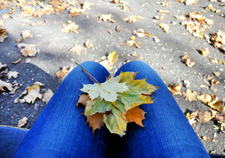 Yellow maple leaves on the lap of a young woman in jeans. Golden autumn in the park.の写真素材
