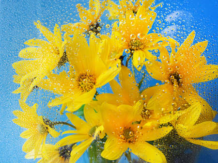 A bouquet of yellow flowers of Jerusalem artichoke under glass with water drops. Yellow daisies on a blue background. Floral background Helianthus tuberosus L.の写真素材