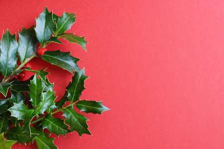 Christmas decoration background: green branches of holly berries on red background. Flat lay.