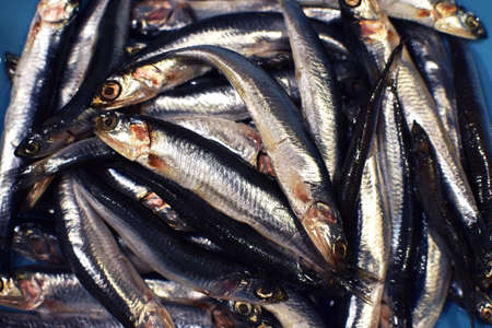 Fresh salted anchovies in a blue plate.の写真素材