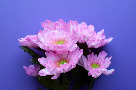 Beautiful pink in full bloom on pink background.の写真素材