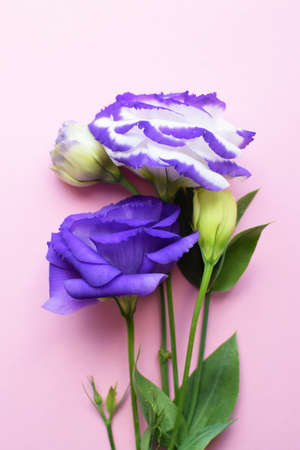 Beautiful purple and white eustoma flowers (lisianthus) in full bloom with green leaves. Bouquet of flowers on a pink background.の写真素材