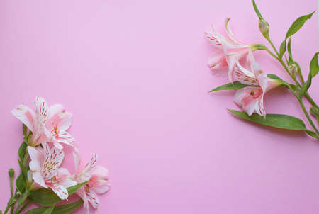 Beautiful Alstroemeria flowers. Pink flowers and green leaves on pink background. Peruvian Lily. Top view with space for text ..の写真素材