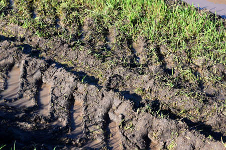 Dirt road after rain in the field. Puddles in a rut on the green grass. Slush on broken rural road with deep tire tracksの写真素材