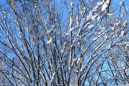 Snow lies on the branches of trees against the blue sky. Winter backgroundの写真素材
