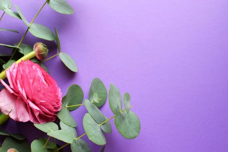 Beautiful pink ranunculus flower and eucalyptus sprigs lying on a purple background. copyspace. top viewの写真素材