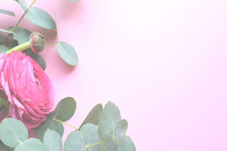 Beautiful pink ranunculus flower and eucalyptus sprigs lying on a soft pink background. copyspace. top viewの写真素材