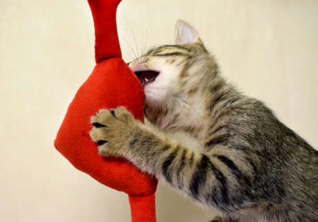 Tabby gray kitten of the Kuril Bobtail breed plays with a hugging plush red heartの写真素材