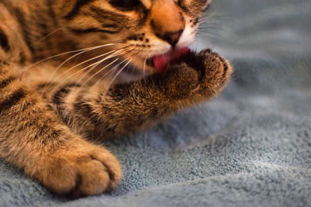 A cute tabby kitten licks its paw. Kitten breed Kurilian Bobtail lies on the bed at home. Love to...