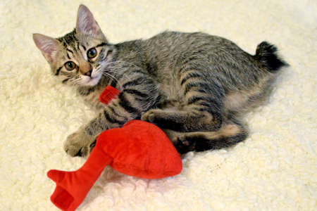 Tabby gray kitten of the Kuril Bobtail breed plays with a hugging plush red heartの写真素材