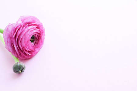 Beautiful pink ranunculus flower on a soft pink background. Flowers buttercup. copyspace. top view.