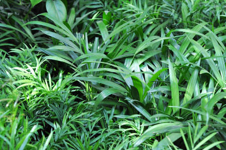 Close up leaves of Bamboo palm (Chamaedorea seifrizii). Houseplants in pots for sale in a flower shop.の写真素材