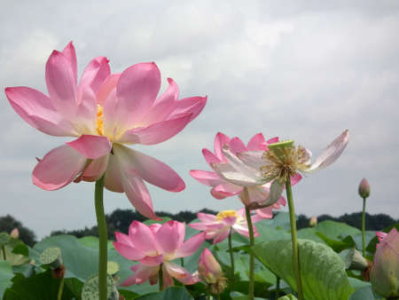Beautiful pink lotuses grow on the lake. Asian big lotuses. Nelumbo nuciferaの写真素材
