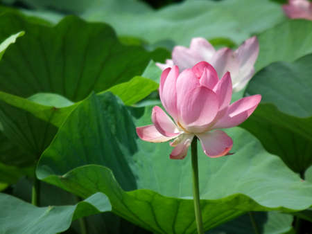 Beautiful pink lotuses grow on the lake. Asian big lotuses. Nelumbo nuciferaの写真素材