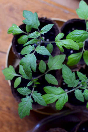 Tomato seedlings grow in a pot at home. Small seedlings on a light background grow in peat pots for growing.の写真素材