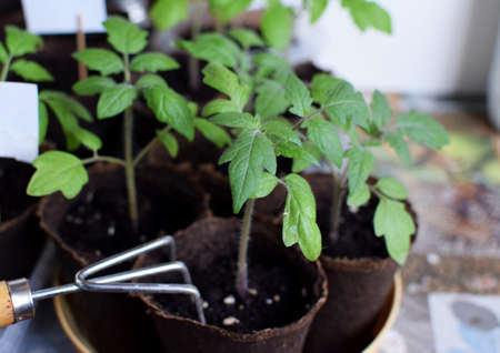 Tomato seedlings grow in a pot at home. Small seedlings on a light background grow in peat pots for...