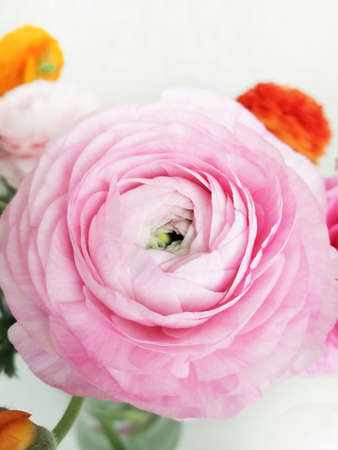Beautiful pink ranunculus flower on the background of a bouquet. flowers and buds.