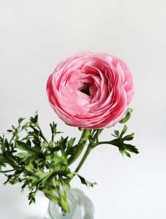 Beautiful pink ranunculus flower in a glass vase on a white background. soft focus