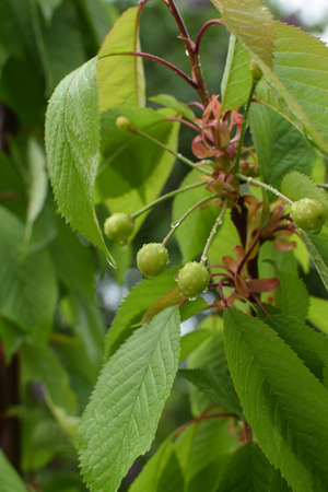 Unripe cherry on branches with leaves in raindropsの写真素材