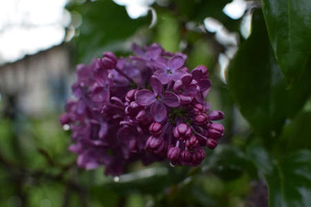 Beautiful branch of lilac against the background of green leaves. Spring lilac flowers in raindrops.の写真素材