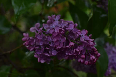 Beautiful branch of lilac against the background of green leaves. Spring lilac flowers in raindrops.の写真素材