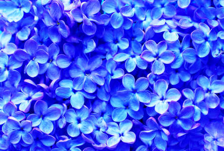 Beautiful purple background from lilac flowers close-up. Spring flowers of lilac.