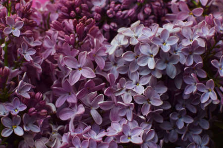 Beautiful pink background from lilac flowers close-up. Spring flowers of lilac.の写真素材