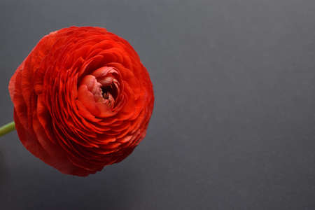 One beautiful ranunculus flower of red color on a black background. copy space