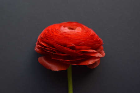 One beautiful ranunculus flower of red color on a dark background.の写真素材