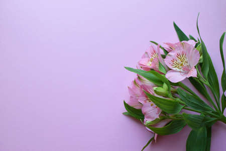 Beautiful pink alstroemeria flowers in green leaves on a pink background. Peruvian Lily. copyspace.