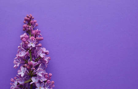 Beautiful sprigs of lilac on a purple background. copyspace.の写真素材