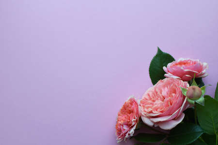 A branch of beautiful pink roses with buds on a pink background. Valentine's Day. copy spaceの写真素材