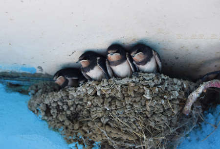 Young barn swallows sit on the edge of their nest under the roof of an old village house.の写真素材