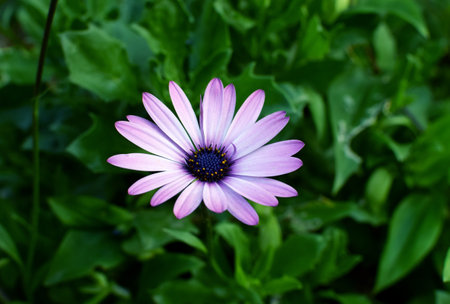 African daisy Osteospermum. Violet colorful flower with a dark blue center on a background of blurry green leaves. Plant for landscaping the garden.の写真素材