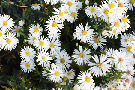 autumn flower garden. White flowers of aster or Aster novi-belgii (lat. Symphyotrichum novi-belgii) close-up. floral background. street gardening.の写真素材
