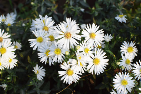 autumn flower garden. White flowers of aster or Aster novi-belgii (lat. Symphyotrichum novi-belgii) close-up. floral background. street gardening.の写真素材
