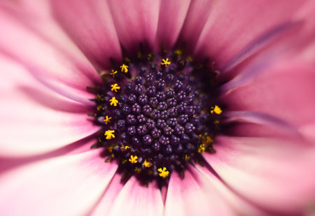 Macro of African daisy Osteospermum. Beautiful purple flower of the aster family. Close-up of the blue center of the flower. selective focus.の写真素材