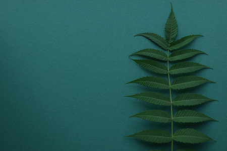 Green leaves on a green background. Floral dark background. Flat lay, top view.の写真素材