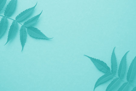 Frame made of leaves on a flat background. blue or turquoise or blue and green. Place for text.の写真素材