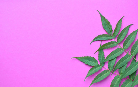 Green leaves on a pink background. Frame of green leaves. floral background. Flat lay, top view, copy space.の写真素材