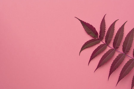 Leaves on a pink background. floral background. Flat lay, top view, copy space.