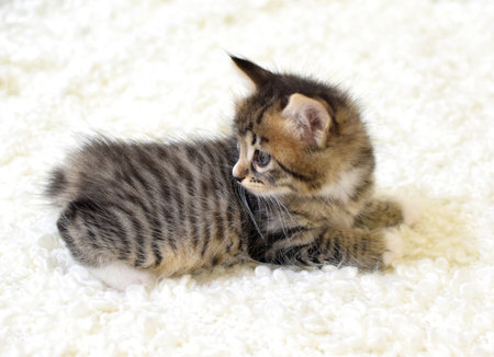 A small cute kitten of the Kuril Bobtail breed lies on a white fluffy plaid. A cat with a short tail. selective focusの写真素材